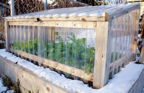 When to Vent Cold Frames Image